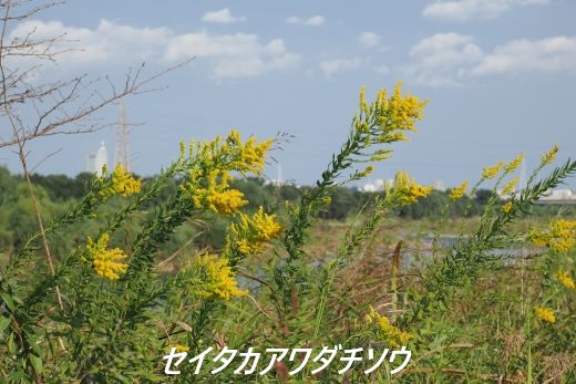 ファイル 2684-4.jpg